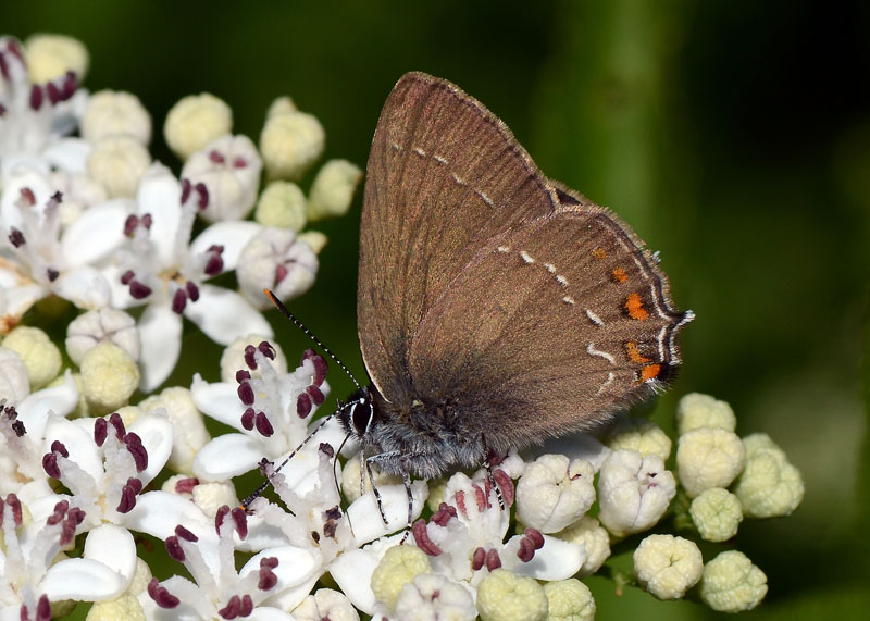 Satyrium ilicis ?